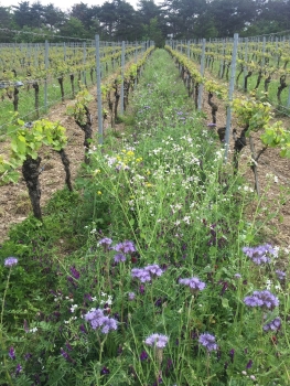 Weinwanderung - 06.09.2025 - 12 Uhr